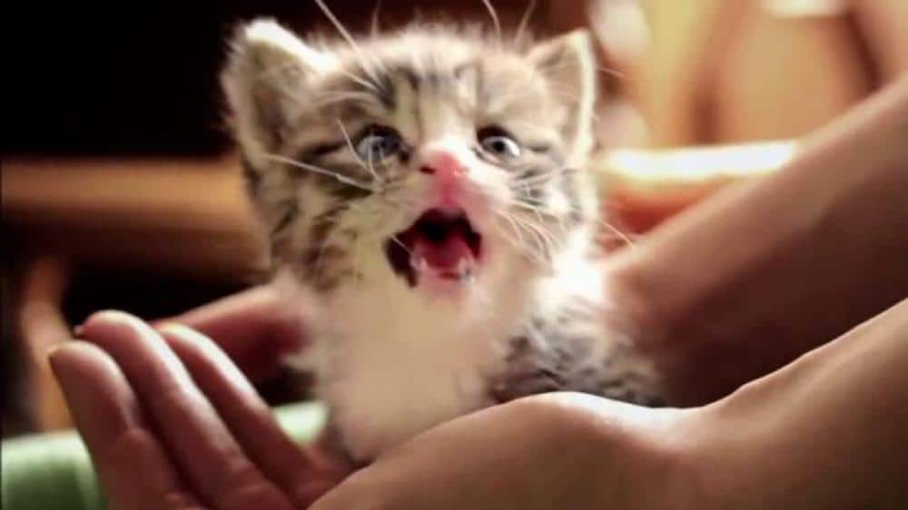 catmageddon